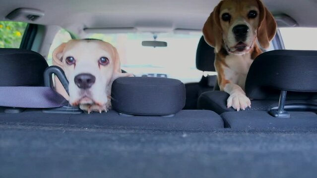 happy beagle dog in the car peep out. 