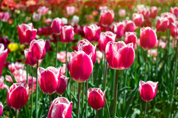 field of spring tulips