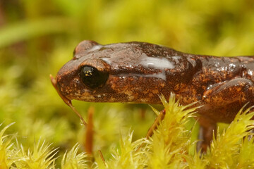 Closeup on a California Ensatina eschscholtzii salamander, secreting antipredator milky secretion from the head glands