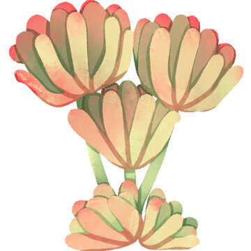 Cactus 