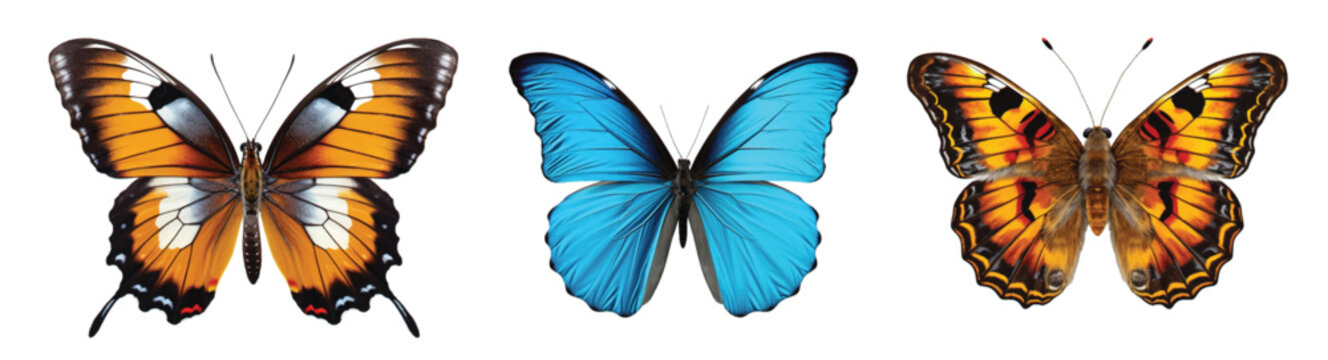 Colored butterfly isolated on white clip art
