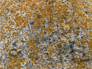 texture of stone with yellow moss close up