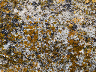 texture of stone with yellow moss close up