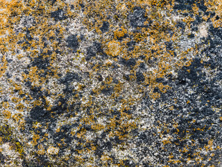 texture of stone with yellow moss close up