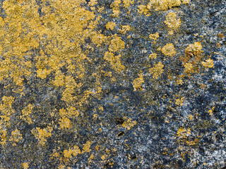 texture of stone with yellow moss close up