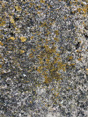 texture of stone with yellow moss close up