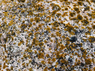 texture of stone with yellow moss close up