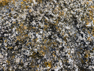 texture of stone with yellow moss close up