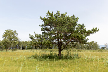 Baum in Naturschutzgebiet