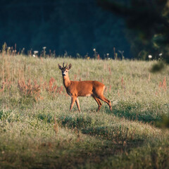 deer in the woods