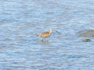 Curlew in water