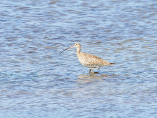 Curlew in water
