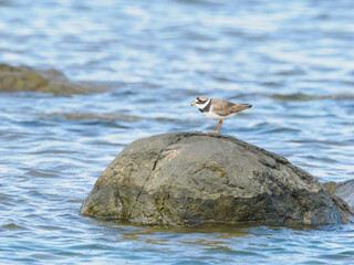 Ringed plover