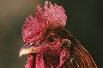 Header image of a rooster.