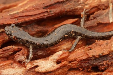 Closeup on a gorgeous colored adult Clouded salamander, Aneides ferreus sitting on in redwood in...