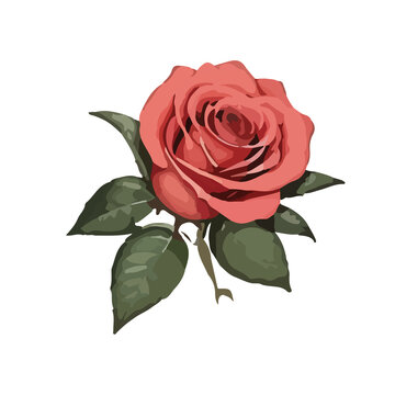 set of rose