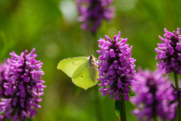 butterfly on lavender