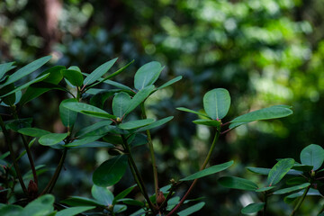 Obraz premium leaves in the forest