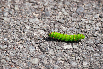 green caterpillar on a road