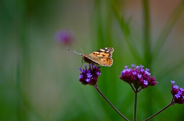 Schmetterling im Sommer