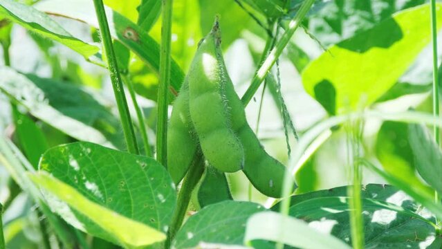 収穫時期の立派な枝豆