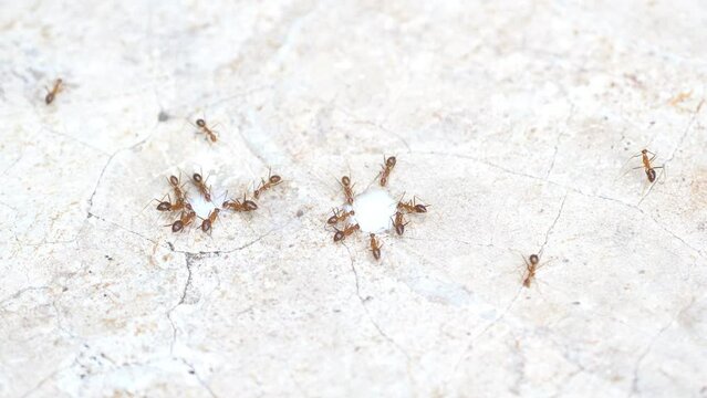 Ant eating milk on the floor.
