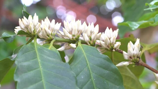 White arabica coffee flower plant in a garden.