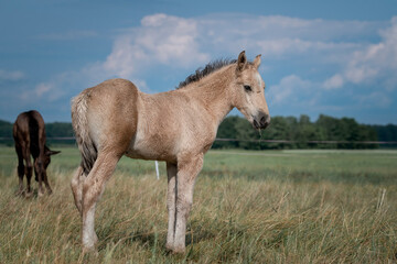 Obraz premium Belarusian draft horses graze on a summer field.