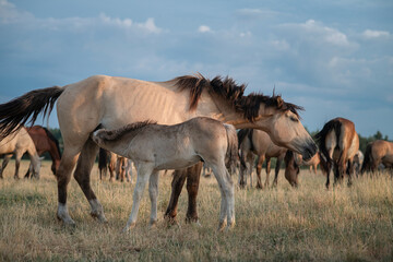 Fototapeta premium Belarusian draft horses graze on a summer field.