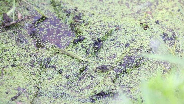 Western toad walks from stick into pond surface.