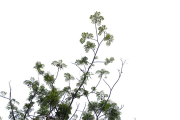Tree branch isolated on white background with clipping path for design work.