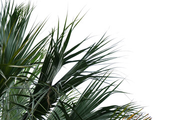 Palm leaves isolated on white background. Green leaves of palm tree.