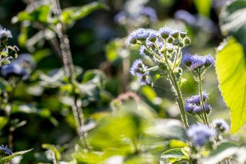 A Proud Floss Flower Standing Tall in the Bright Sunshine