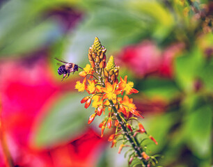 Bumblebee in garden