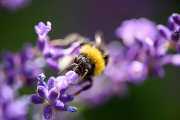 Bumblebee on lavender