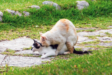 City cats breed in the park. Uncontrolled population abundance in an urban environment, castration, sterilization.