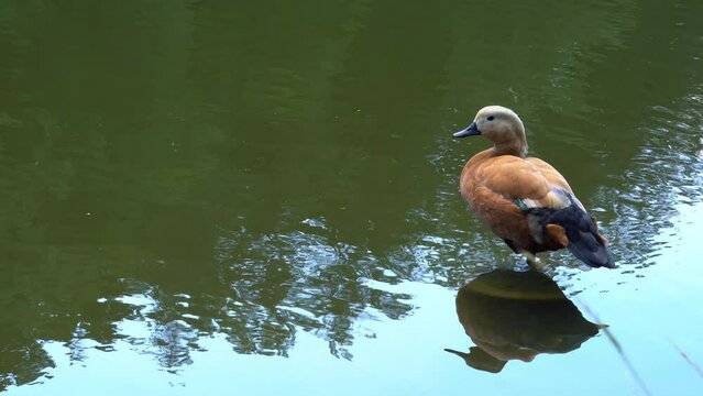 Red duck or Ogar in water. Tadorna ferruginea or ruddy shelduck at rest, standing on one leg on a submerged mossy log in a pond.