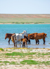 Horses on the lake. Beautiful horses with a foal in the wild, mane fluttering in the wind. Wild nature, beautiful scenery.