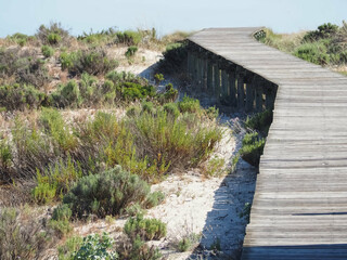Beautiful nature with dunes and plants in Troia Peninsula Portugal