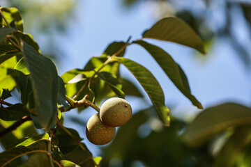 Green nuts on the tree in summer.
