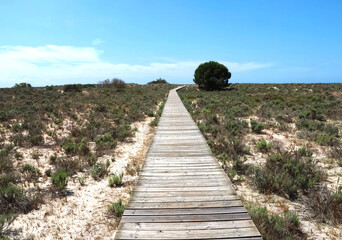 Beautiful nature with dunes and plants in Troia Peninsula Portugal