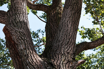 Old tree bark in summer.