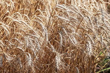 Wheat in the field in July.