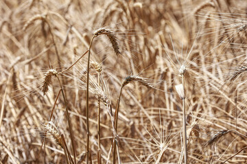 Wheat in the field in July.