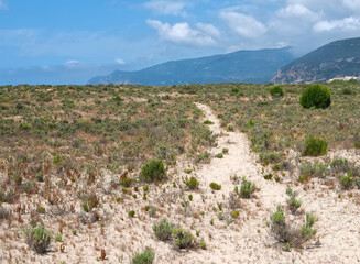Fototapeta na wymiar Beautiful nature with dunes and plants in Troia Peninsula Portugal