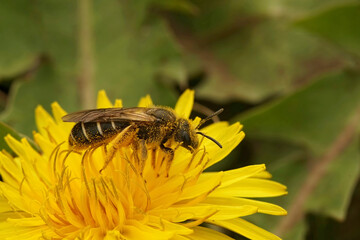 Closeup on a Red-legged furrow bee, Halictus rubicundus sitting on a yellow dandelion flower in north Oregon, US