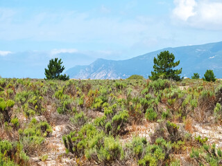 Fototapeta na wymiar Beautiful nature with dunes and plants in Troia Peninsula Portugal