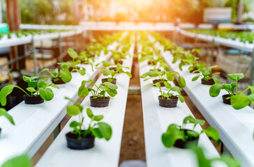 Racks with young microgreens in pots at hydroponics farms.
