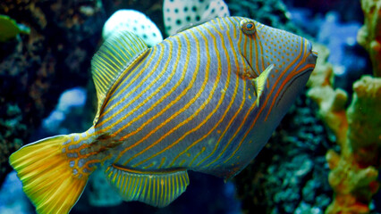 Closeup of tropical fish swimming between corals in fish tank. Abstract natural background or backdrop, aquarium life, diving underwater