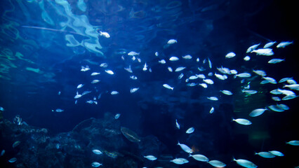 Fototapeta na wymiar View in zoo of lots of fishes swimming in aquarium fish tank. Abstract underwater background or backdrop